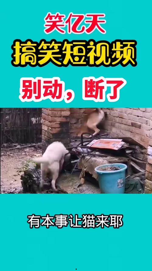 搞笑最新爆料视频,笑到肚子疼！