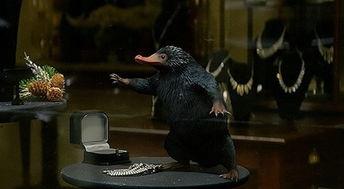 神奇动物空间爆料视频,神秘生物齐聚，奇幻世界一探究竟